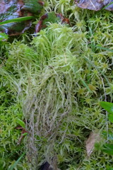 Sphagnum girgensohnii