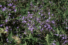 Limonium meyeri