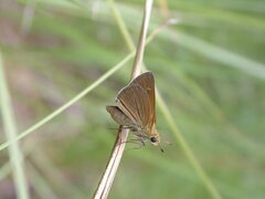 Polites themistocles