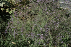 Limonium meyeri