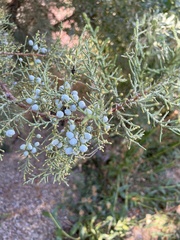 Juniperus scopulorum