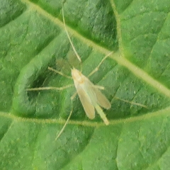 Chironomidae