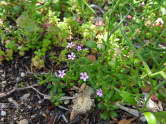 Silene sedoides