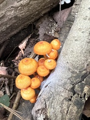 Pluteus chrysophlebius