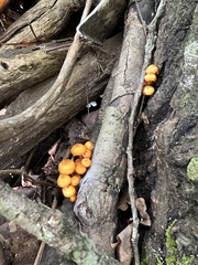 Pluteus chrysophlebius