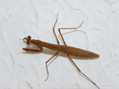 Musoniella