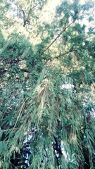 Taxodium mucronatum