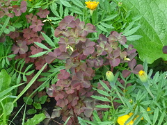 Oxalis stricta rufa