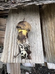 Cyanoboletus