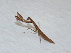 Musoniella