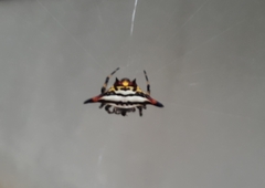 Gasteracantha geminata