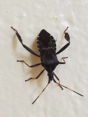 Leptoglossus corculus