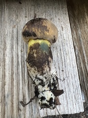 Cyanoboletus