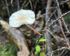 Mycetinis scorodonius