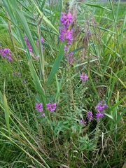 Lythrum salicaria
