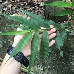 Ichnanthus pallens