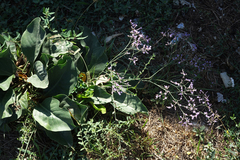 Limonium meyeri