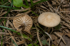 Rhodocybe