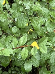 Ulmus thomasii