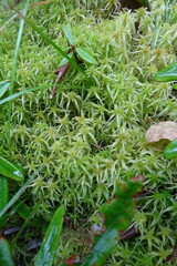 Sphagnum girgensohnii