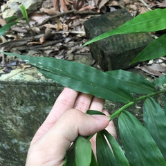 Ichnanthus pallens