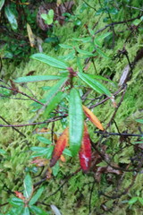 Rhododendron hypoleucum