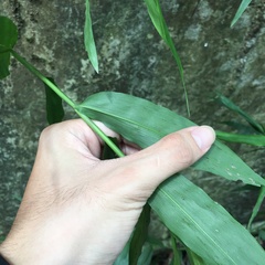 Ichnanthus pallens