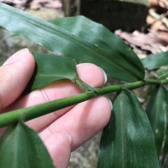 Ichnanthus pallens