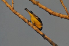 Spinus psaltria psaltria
