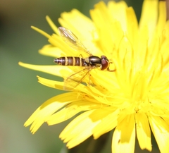 Fazia micrura