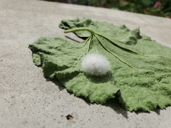 Microgastrinae