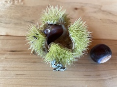 Castanea mollissima