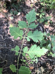 Koelreuteria paniculata