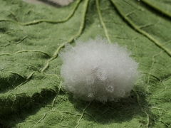 Microgastrinae