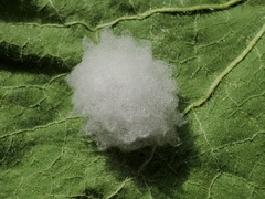 Microgastrinae