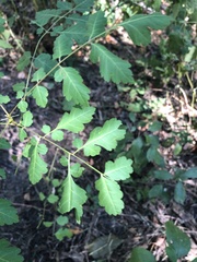 Koelreuteria paniculata