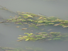 Potamogeton nodosus