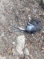 Peromyscus sonoriensis