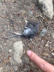 Peromyscus sonoriensis