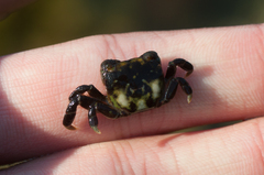 Hemigrapsus nudus
