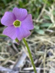 Oxalis violacea