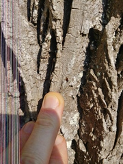 Agrilus planipennis