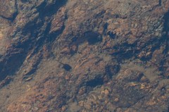 Anura