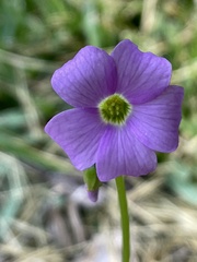 Oxalis violacea