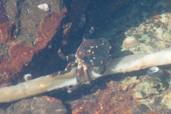 Hemigrapsus nudus