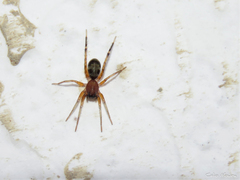 Castianeirinae