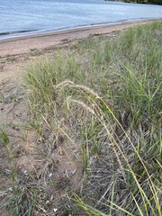 Elymus canadensis