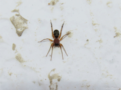 Castianeirinae