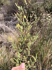 Lactuca virosa
