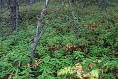 Rhododendron hypoleucum